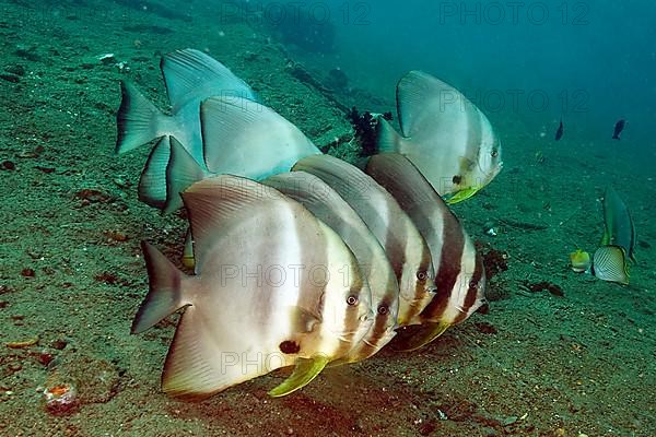 Orbicular batfish