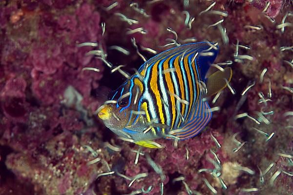 Royal angelfish