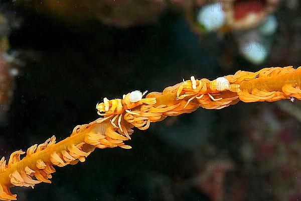 Whip coral shrimp