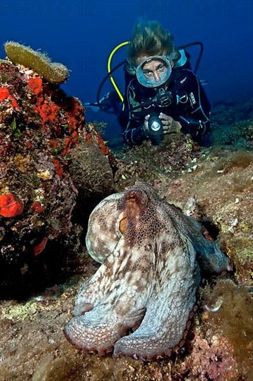 Diver and common octopus