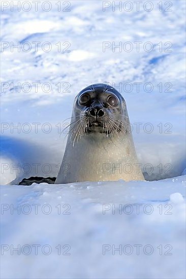 Harp seal