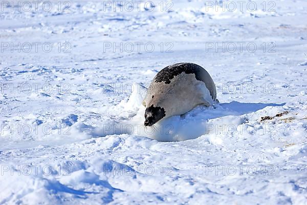 Harp seal