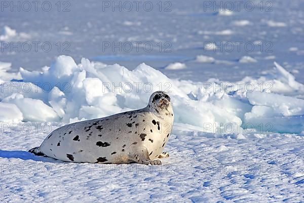 Harp seal