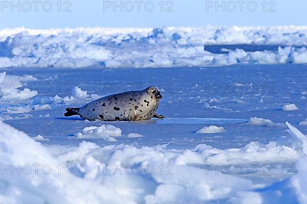 Harp seal