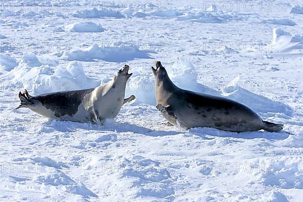 Harp seals