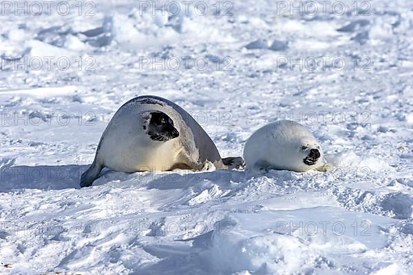 Harp seals