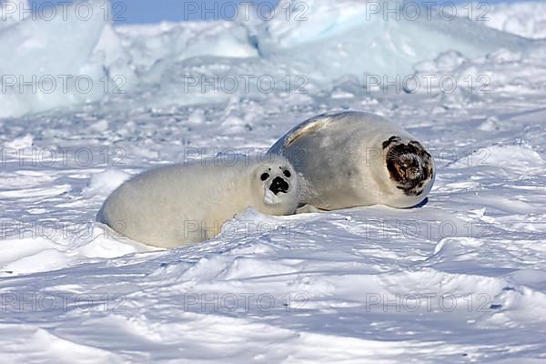 Harp seals