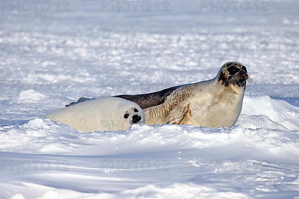 Harp seals