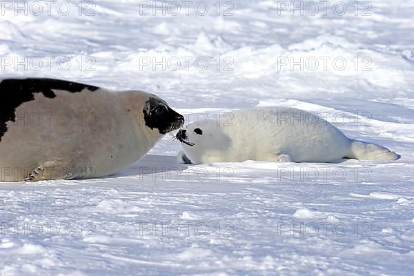 Harp seals