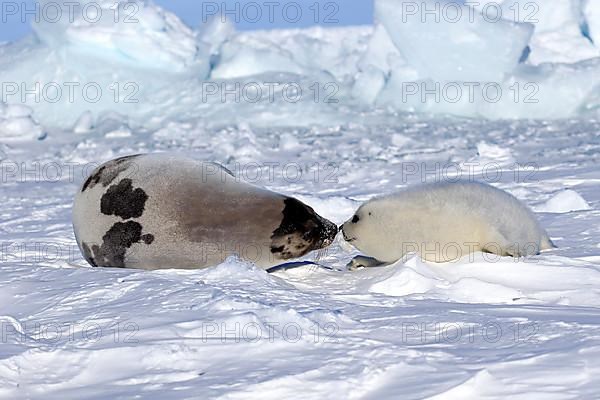 Harp seals