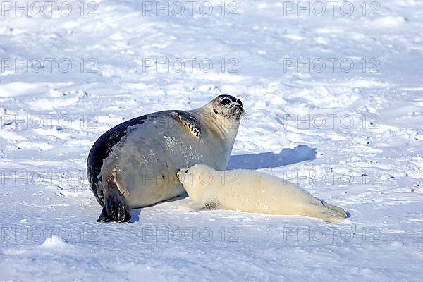 Harp Seal