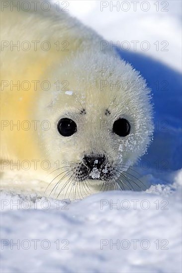 Harp Seal