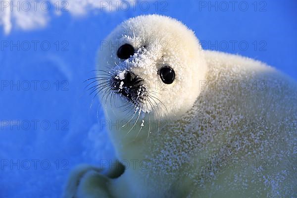 Harp Seal