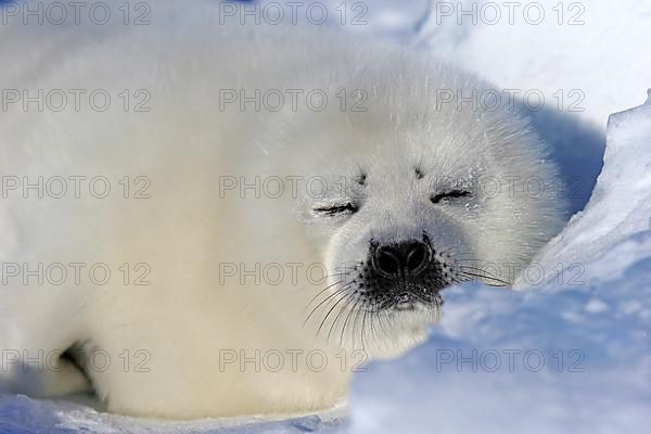 Harp Seal