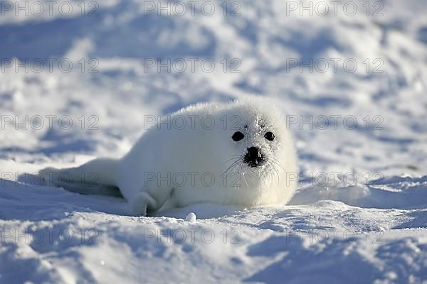 Harp Seal