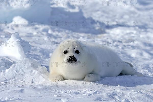 Harp seal