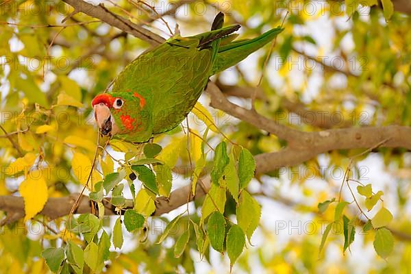 Red-masked parakeet