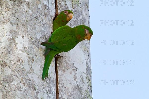 Cuban Parakeet