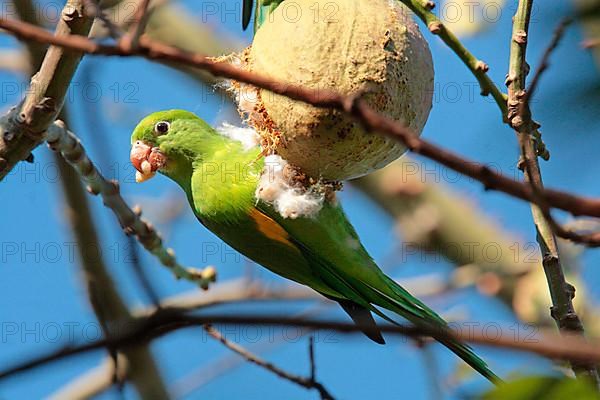 Yellow-chevroned Parakeet