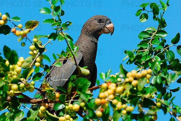 Lesser Vasa Parrot