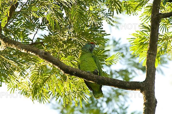 Amazon festive parrot