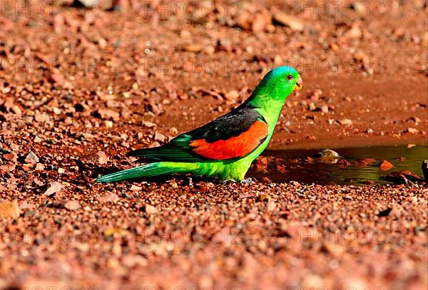 Red-winged parrots