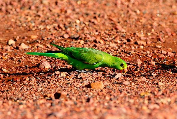 Red-winged parrots