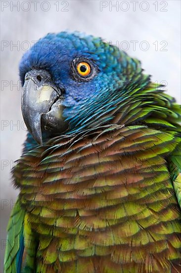 St Lucia Parrot