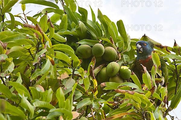 St. Lucia Parrot