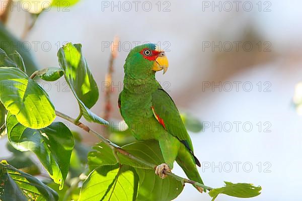 White-fronted Amazon