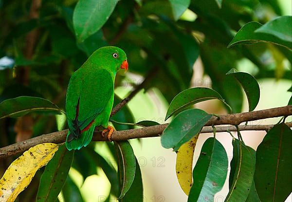 Spring Parrot