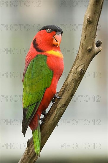 Green-tailed Lory