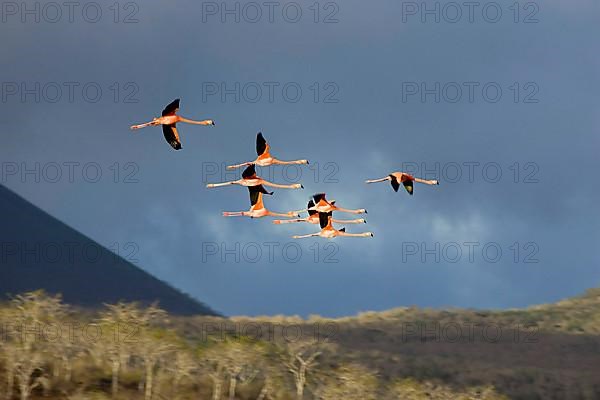 Greater Flamingo