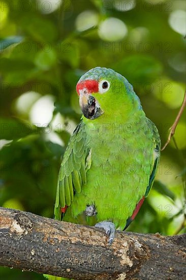 Yellow-cheeked Amazon