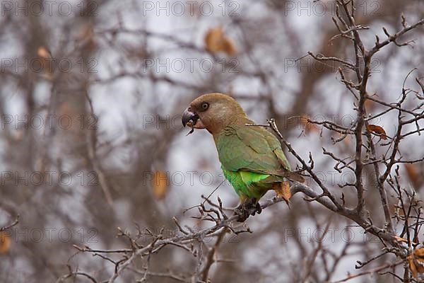 Brown headed Parrot