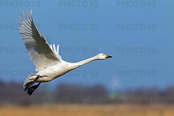 Tundra swan