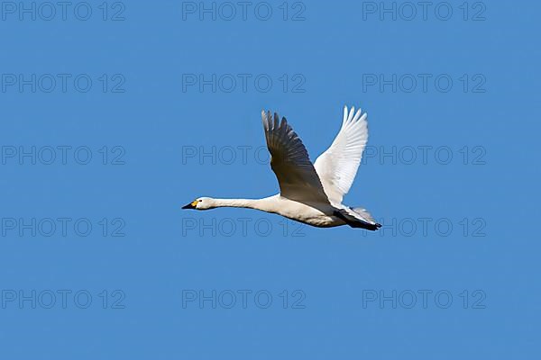 Tundra swan