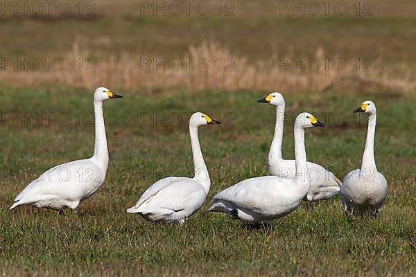 Tundra swan