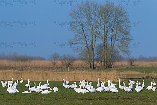 Tundra swan