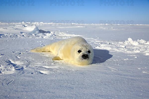 Harp seal