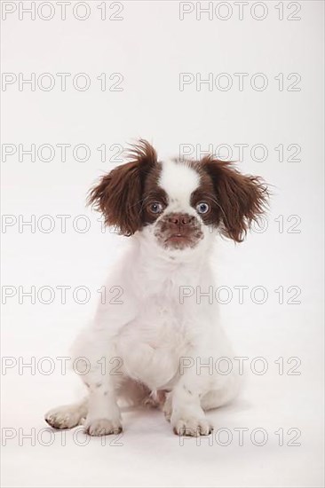 Mixed breed dog