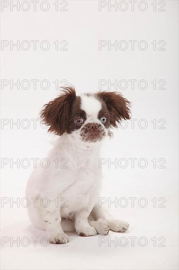 Mixed breed dog