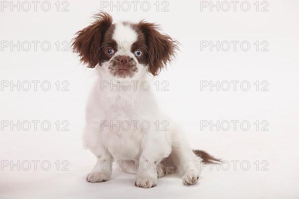 Mixed breed dog