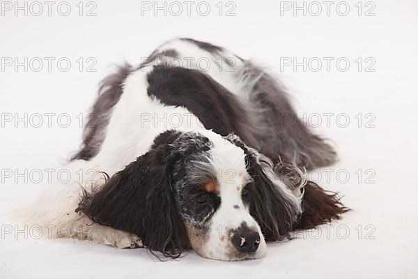 American Cocker Spaniel