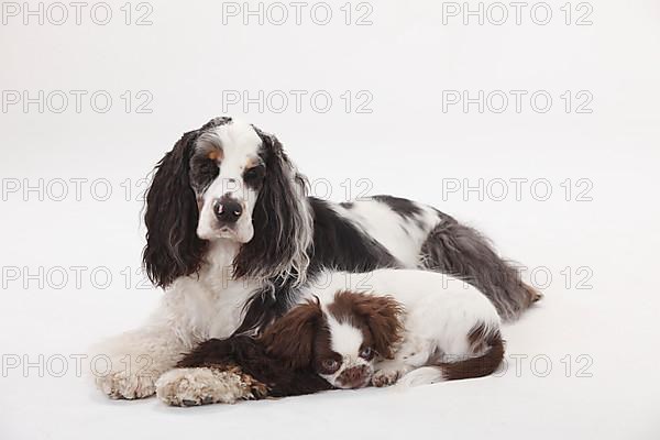 American Cocker Spaniel and mixed breed dog
