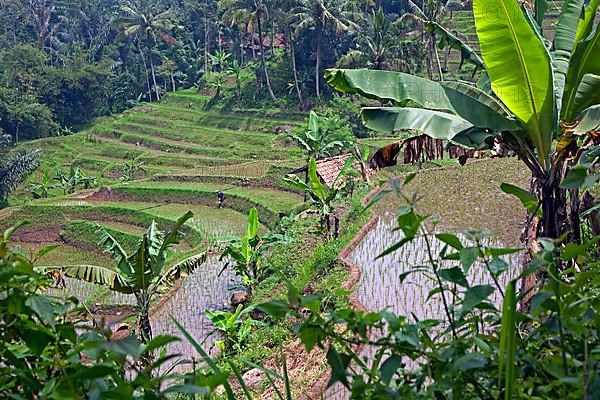 Indonesian terraced rice paddies on the slopes of Mount Gede