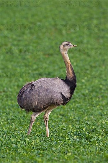 Greater rhea