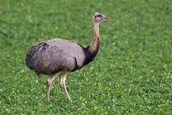 Greater rhea