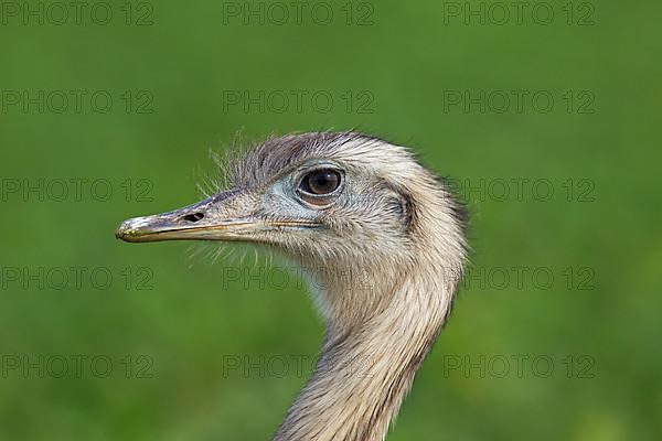 Greater rhea