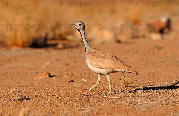 Rueppell's Bustard